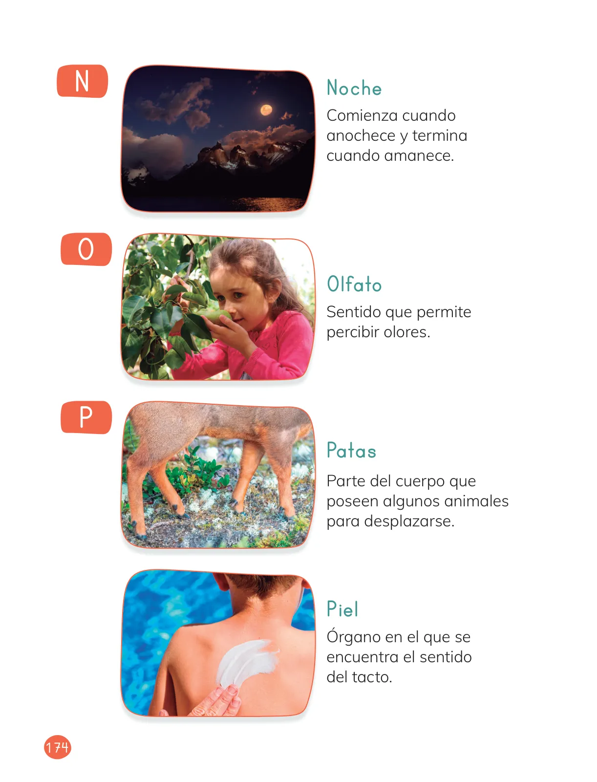 Página 176 de Ciencias Naturales – Primero Básico | Texto del Estudiante (MINEDUC) – Descargar PDF · 2024