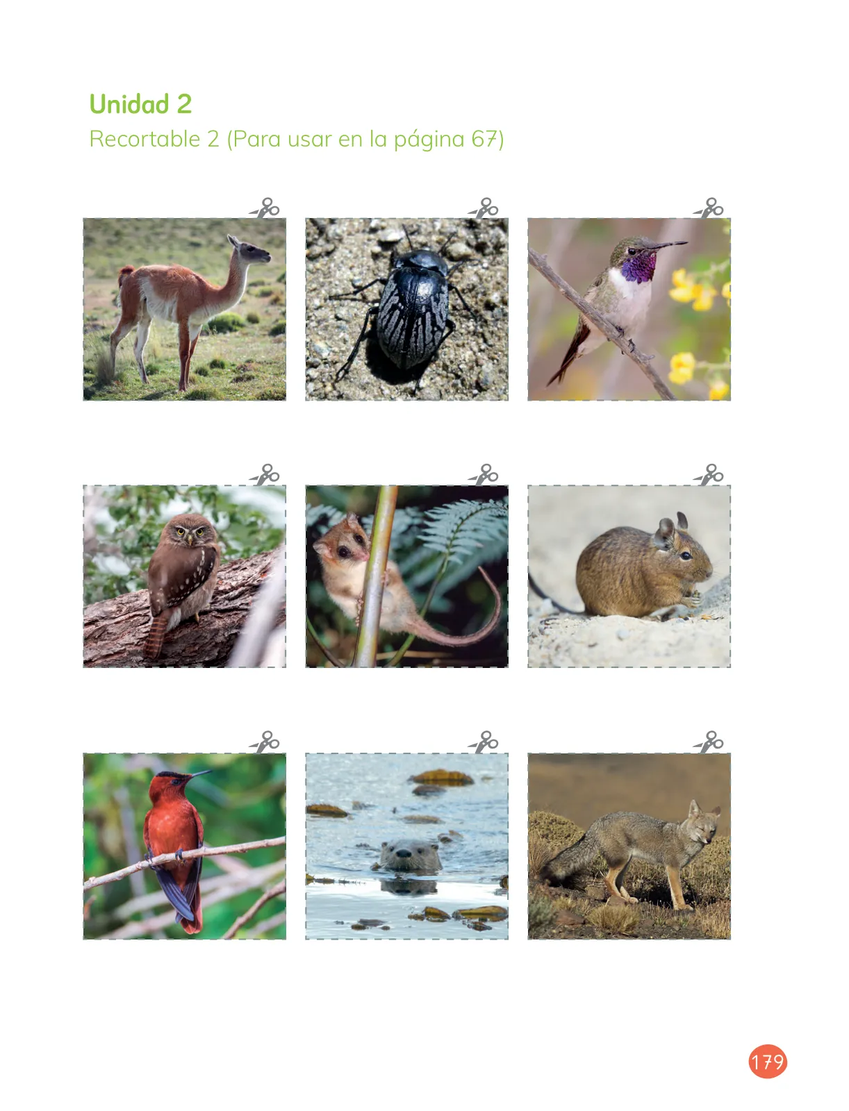 Miniatura página 181 de Ciencias Naturales – Primero Básico | Texto del Estudiante (MINEDUC) – Descargar PDF · 2024