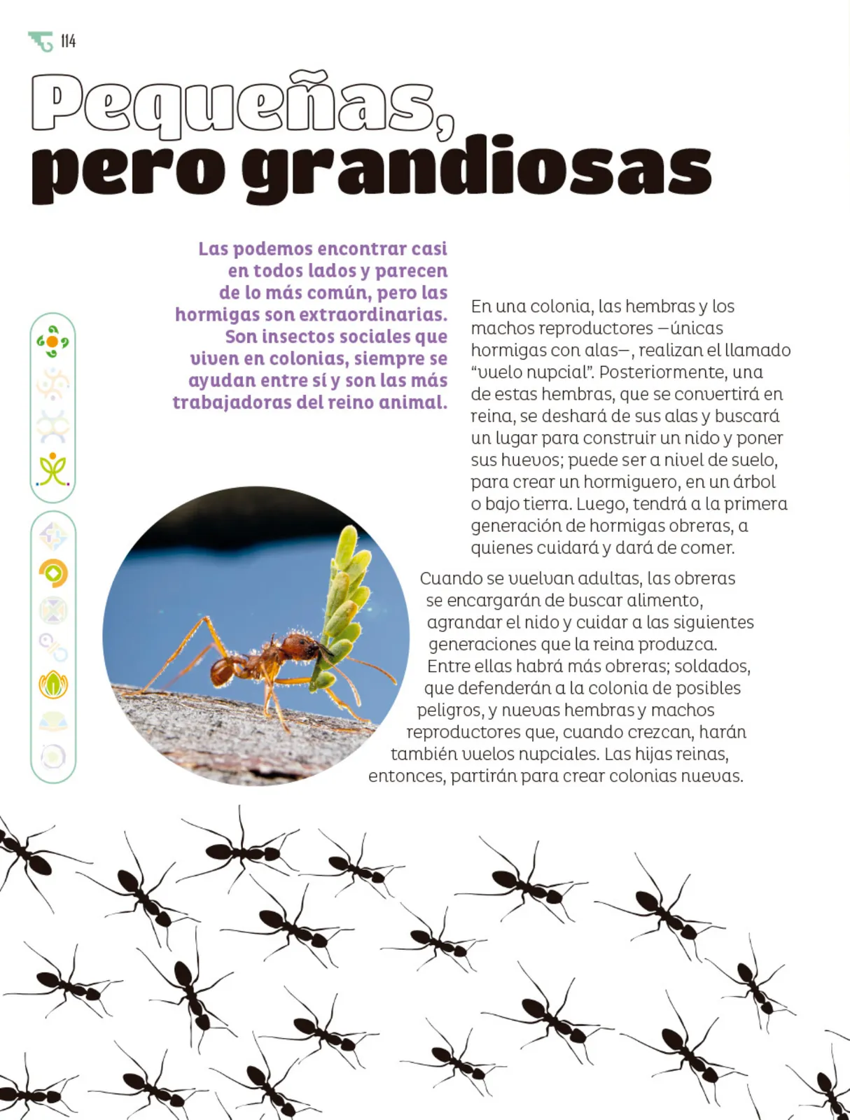 Página 115 de Múltiples lenguajes. Libro de Educación Primaria Grado 6° Ciclo Escolar 2025 - 2026