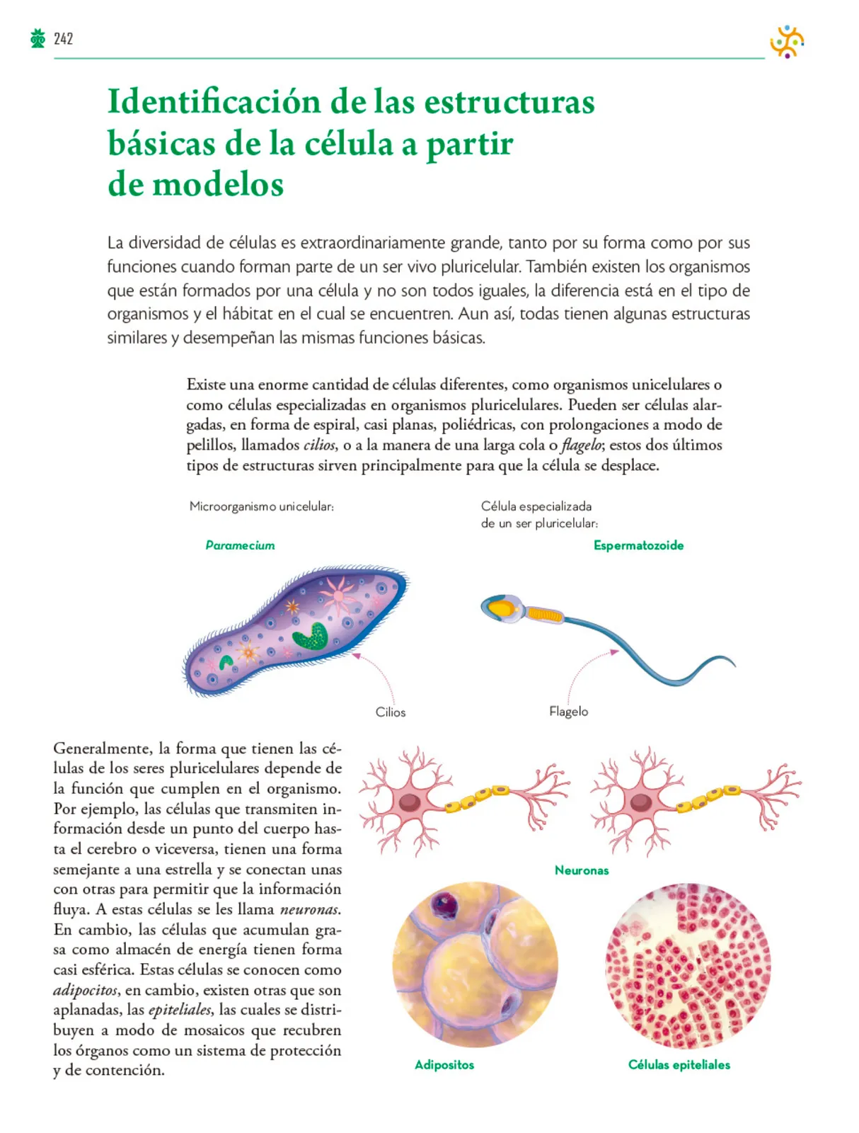 Miniatura página 243 de Colección Ximhai. Saberes y pensamiento científico.   Libro de Educación Telesecundaria Grado 1°  Ciclo Escolar 2025 - 2026