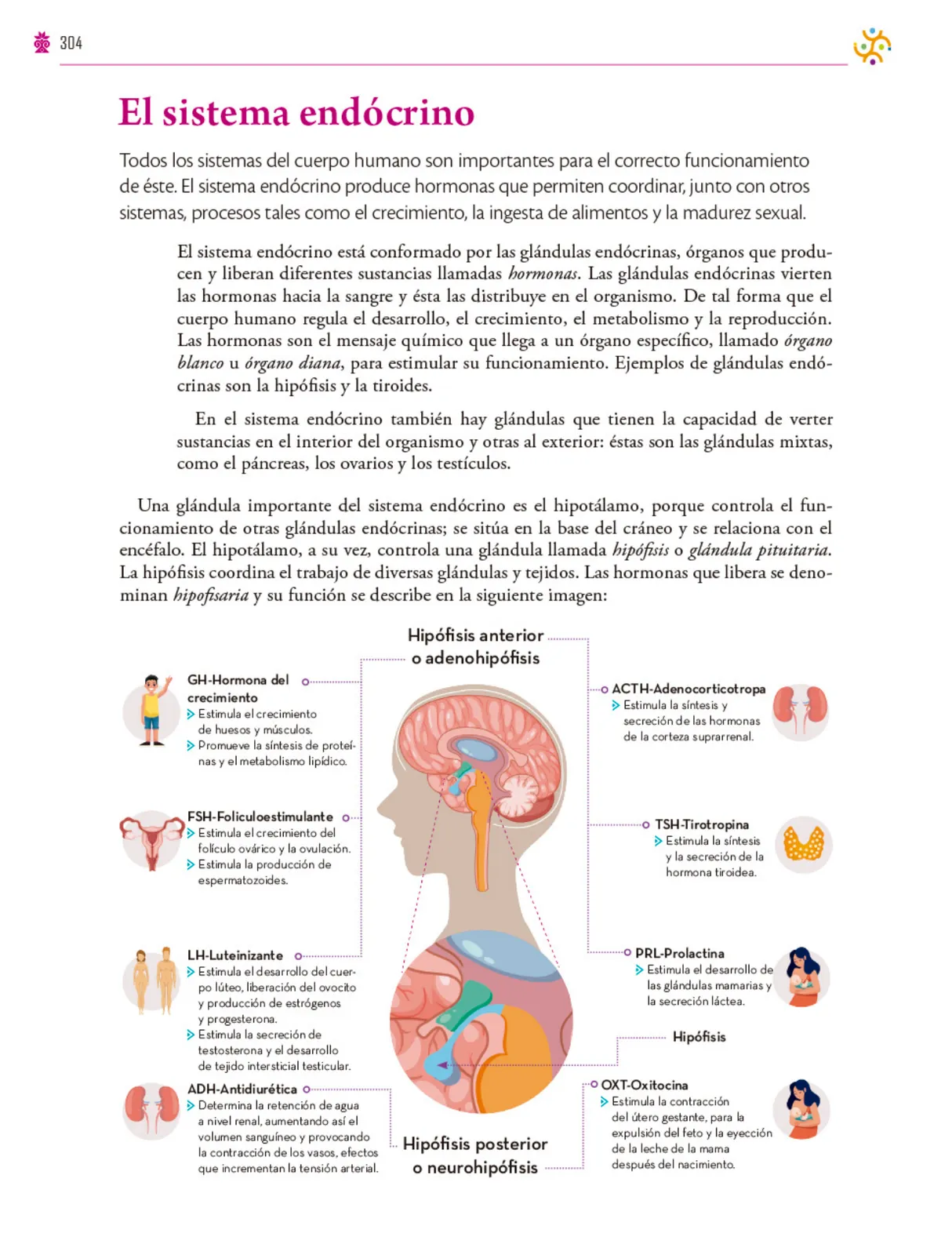 Página 305 de Colección Ximhai. Saberes y pensamiento científico. Libro de Educación Secundaria Grado 1° Ciclo Escolar 2025 - 2026