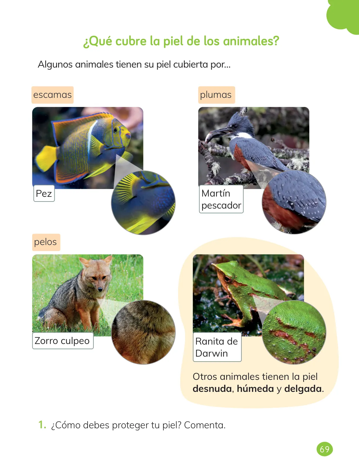 Página 71 de Ciencias Naturales – Primero Básico | Texto del Estudiante (MINEDUC) – Descargar PDF · 2024