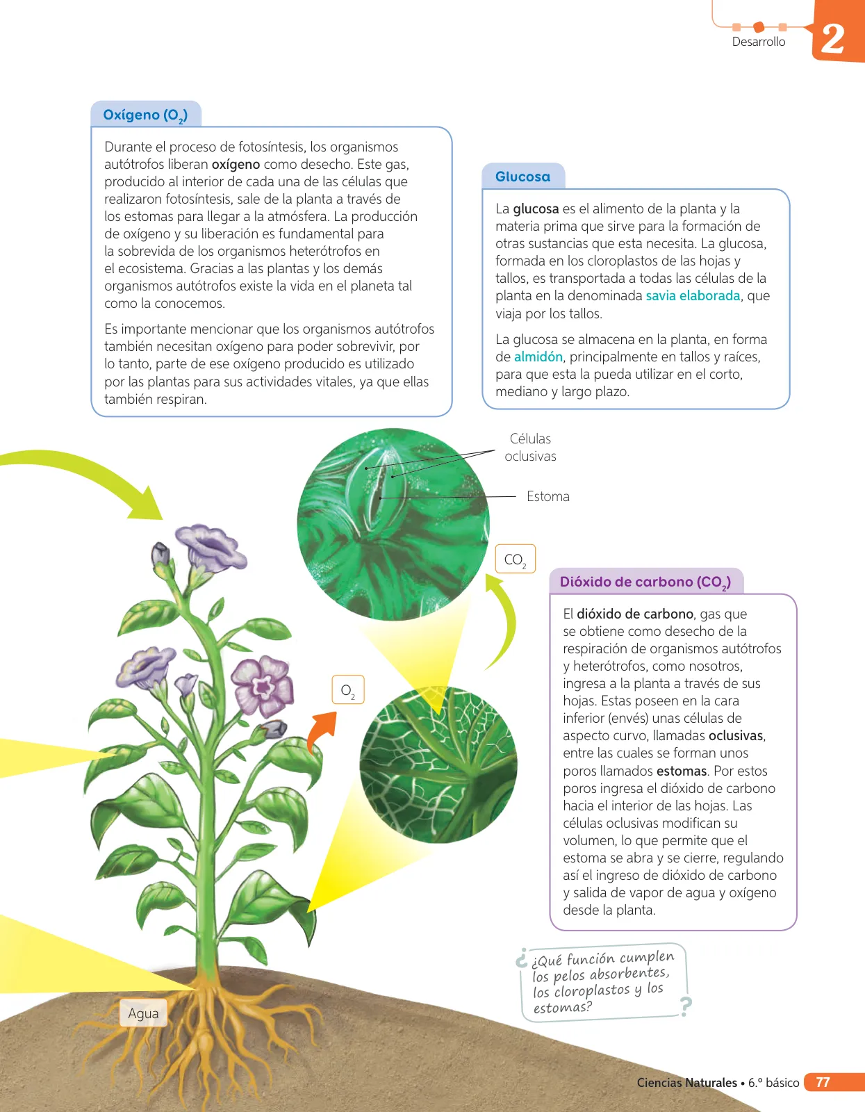 Miniatura página 196 de Libro de Ciencias Naturales – Quinto Básico | Texto del Estudiante MINEDUC – Descargar PDF · 2024