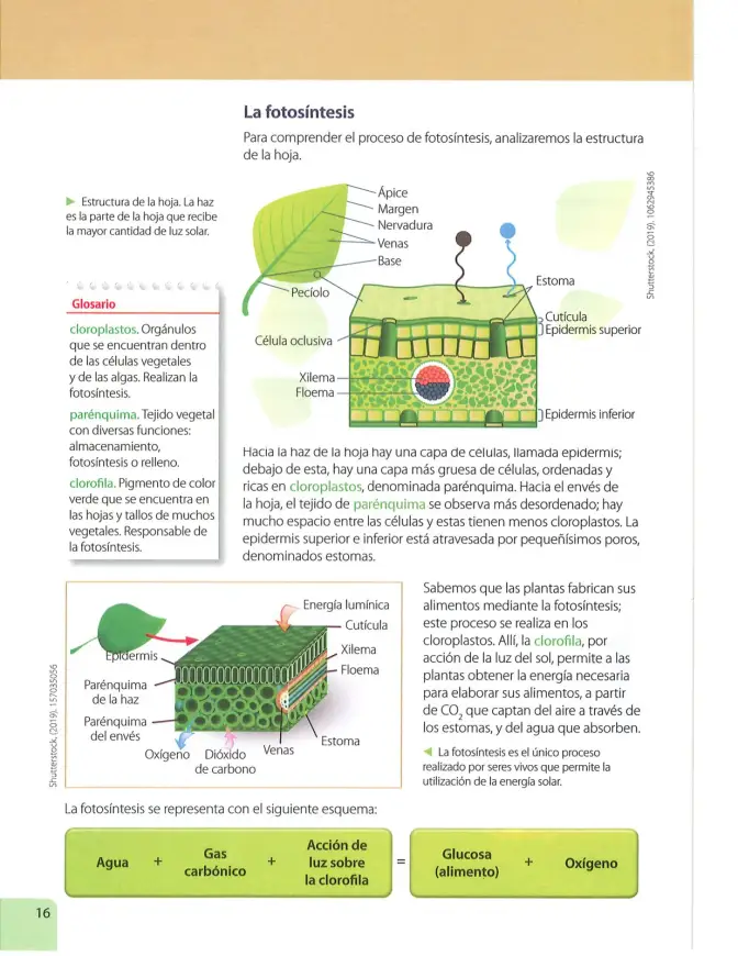 Página 15 de Ciencias Naturales 7° · 2025