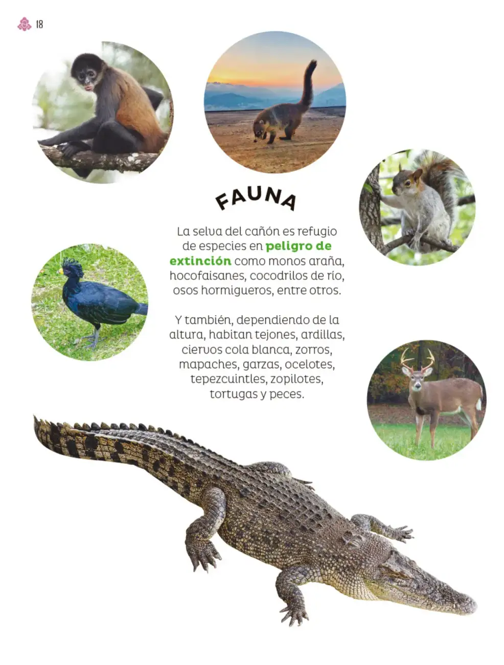 Página 19