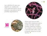 Miniatura página 124 de Múltiples lenguajes.   Libro de Educación Preescolar Grado 2°  Ciclo Escolar 2025 - 2026