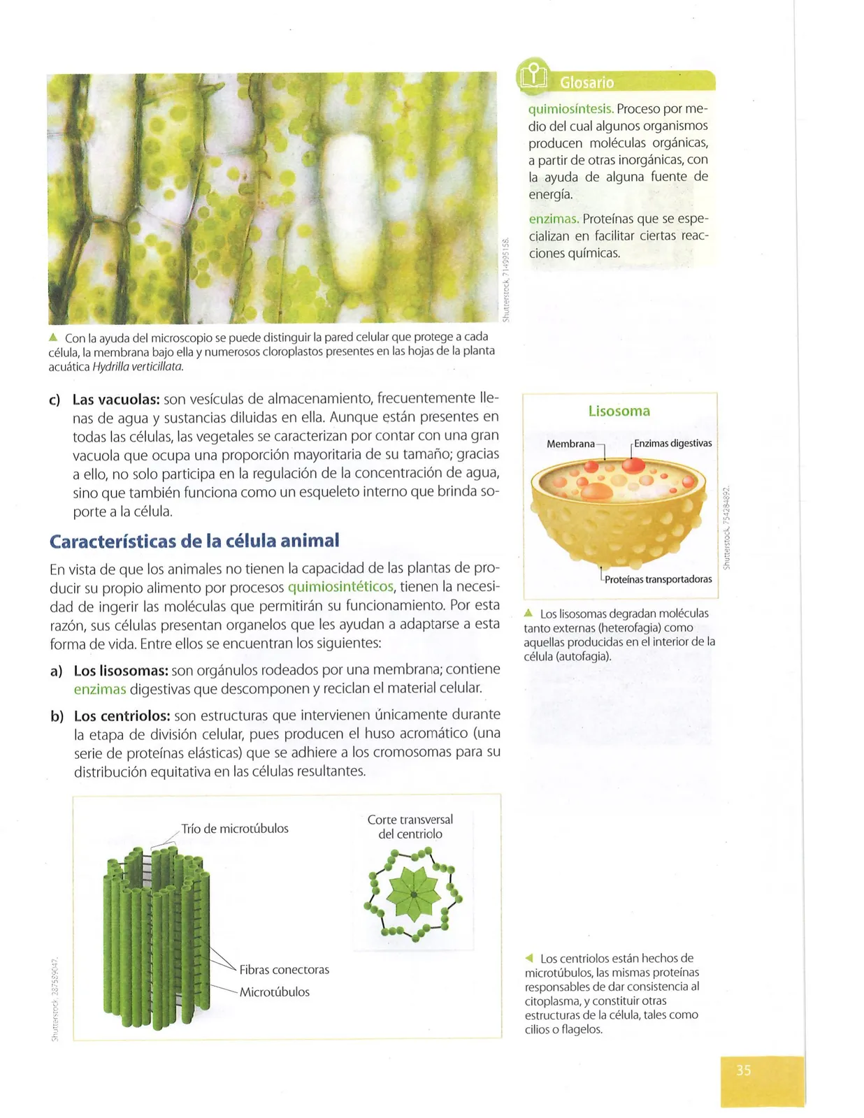 Miniatura página 36 de Ciencias Naturales · 9 EGB · 2024
