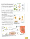 Miniatura página 62 de Ciencias Naturales 8° · Egb 8 Ciencias Naturales 2025 · 2025