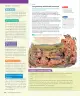Miniatura página 31 de Historia, Geografía y Ciencias Sociales – Séptimo Básico | Texto del Estudiante MINEDUC – Descargar PDF · 2024