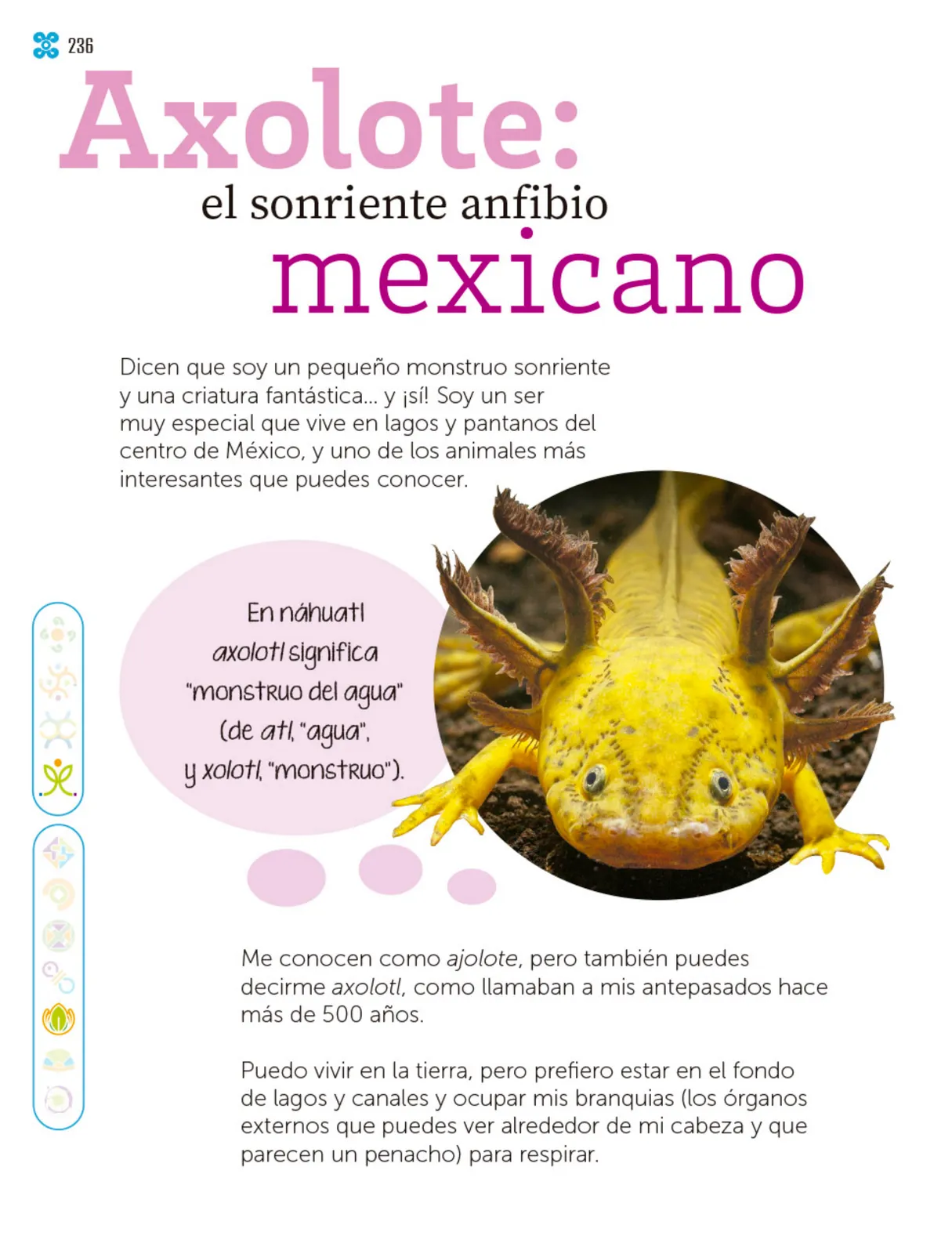 Miniatura página 237 de Múltiples lenguajes.   Libro de Educación Primaria Grado 1°  Ciclo Escolar 2025 - 2026