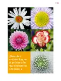 Miniatura página 100 de Múltiples lenguajes.   Libro de Educación Primaria Grado 4°  Ciclo Escolar 2025 - 2026