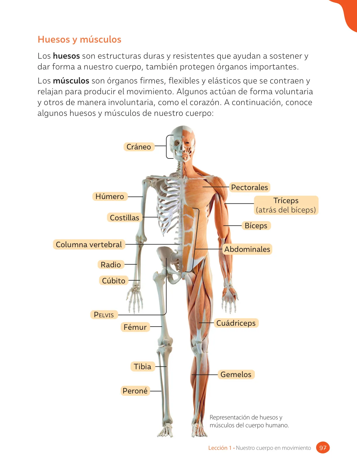 Página 99 de Ciencias Naturales – Cuarto Básico | Texto del Estudiante MINEDUC – Descargar PDF · 2024
