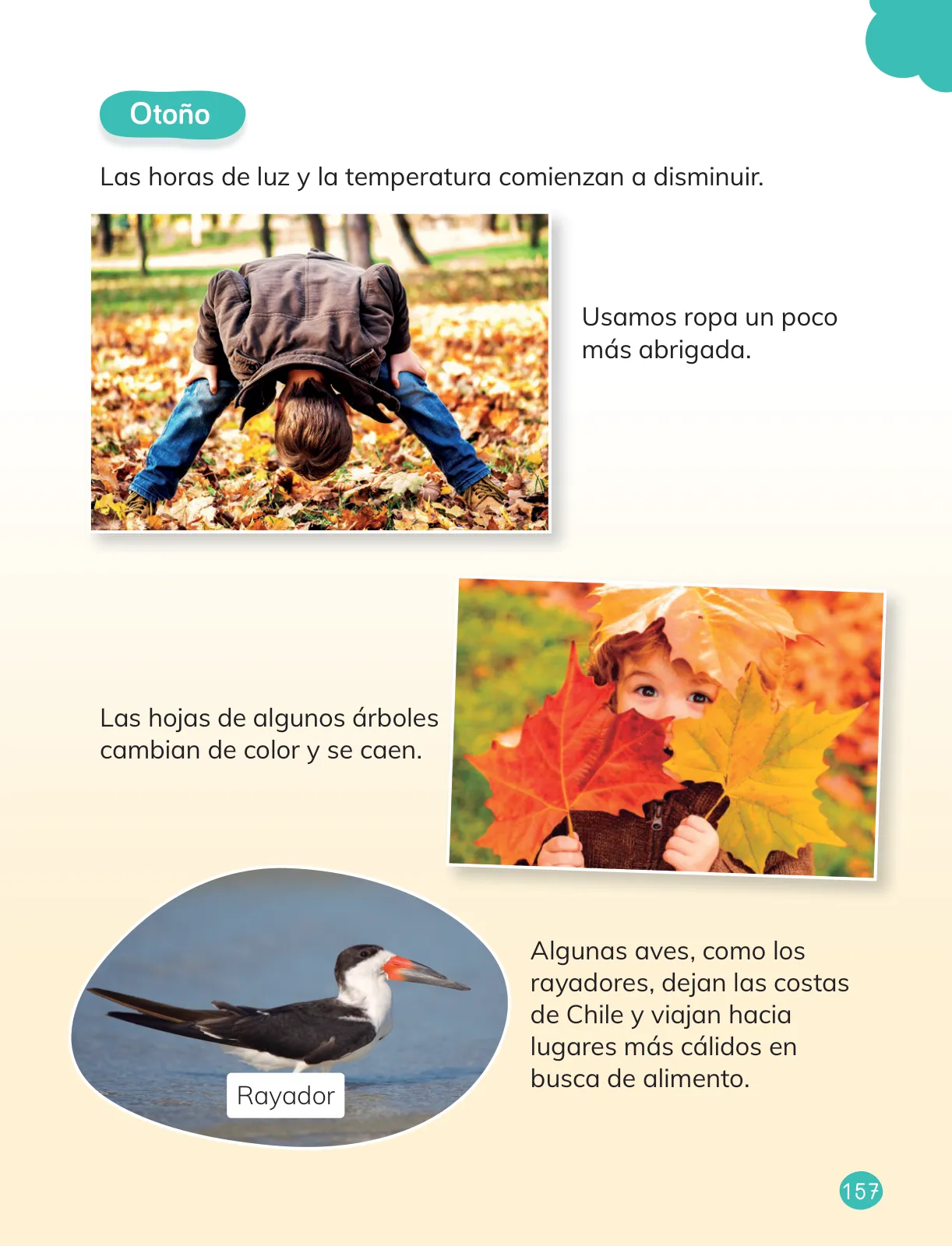 Página 159 de Ciencias Naturales – Primero Básico | Texto del Estudiante (MINEDUC) – Descargar PDF · 2024