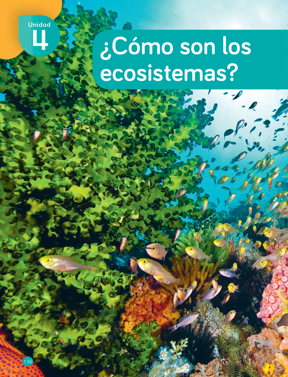 Página 138 de Ciencias Naturales – Cuarto Básico | Texto del Estudiante MINEDUC – Descargar PDF · 2024