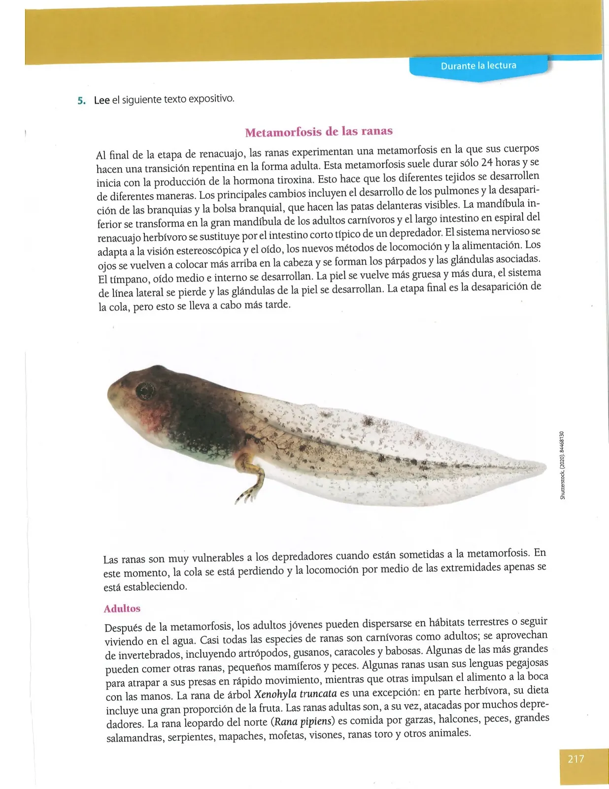 Miniatura página 217 de Lengua Y Literatura · 8 EGB · 2025