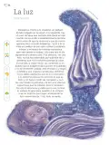 Miniatura página 215 de Múltiples lenguajes.   Libro de Educación Primaria Grado 6°  Ciclo Escolar 2025 - 2026