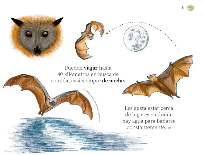 Página 62 de Múltiples lenguajes. Libro de Educación Preescolar Grado 1° Ciclo Escolar 2025 - 2026