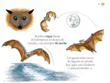 Miniatura página 62 de Múltiples lenguajes.   Libro de Educación Preescolar Grado 1°  Ciclo Escolar 2025 - 2026