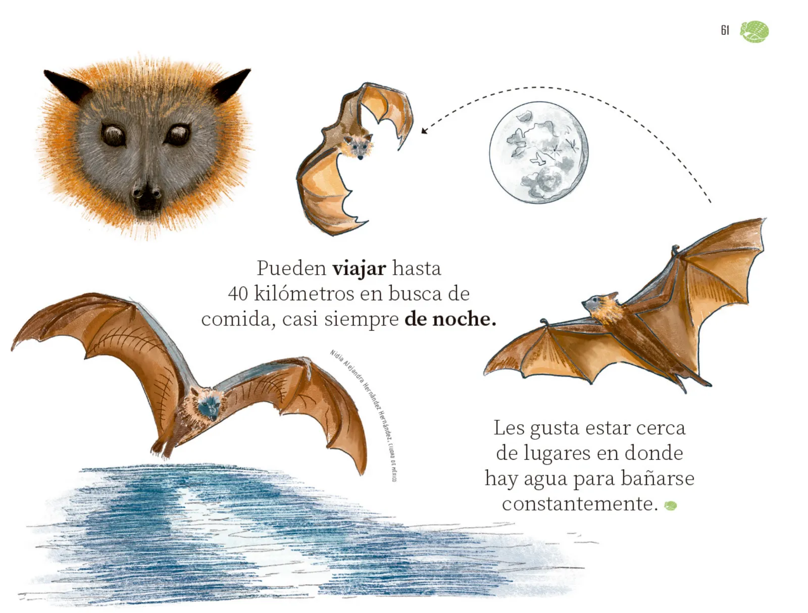 Miniatura página 62 de Múltiples lenguajes.   Libro de Educación Preescolar Grado 1°  Ciclo Escolar 2025 - 2026