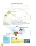 Miniatura página 21 de Ciencias Naturales 2° · Egb 2 Ciencias Naturales 2025 · 2025
