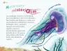 Miniatura página 47 de Múltiples lenguajes.   Libro de Educación Preescolar Grado 1°  Ciclo Escolar 2025 - 2026