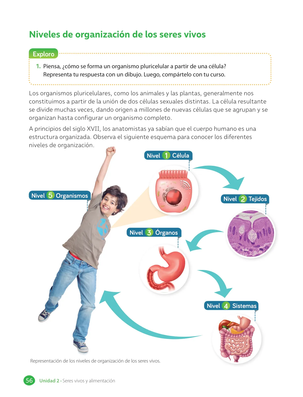 Página 58 de Libro de Ciencias Naturales – Quinto Básico | Texto del Estudiante MINEDUC – Descargar PDF · 2024
