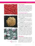 Miniatura página 35 de Ciencias Naturales 7° · Secundaria Activa