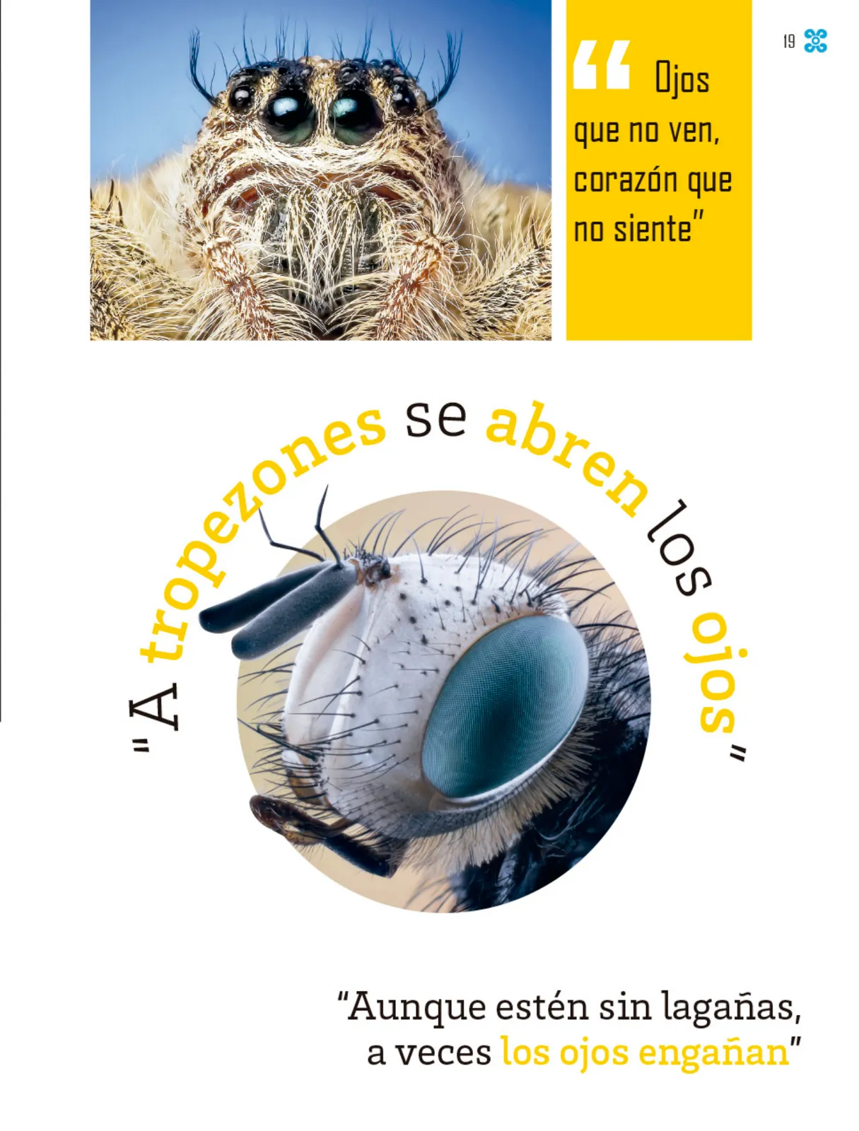 Miniatura página 20 de Múltiples lenguajes.   Libro de Educación Primaria Grado 1°  Ciclo Escolar 2025 - 2026