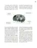 Miniatura página 12 de Crianza para la libertad. Libro para las familias. Fase 2  Libro de Educación Preescolar Grado 1°, 2°, 3°  Ciclo Escolar 2025 - 2026
