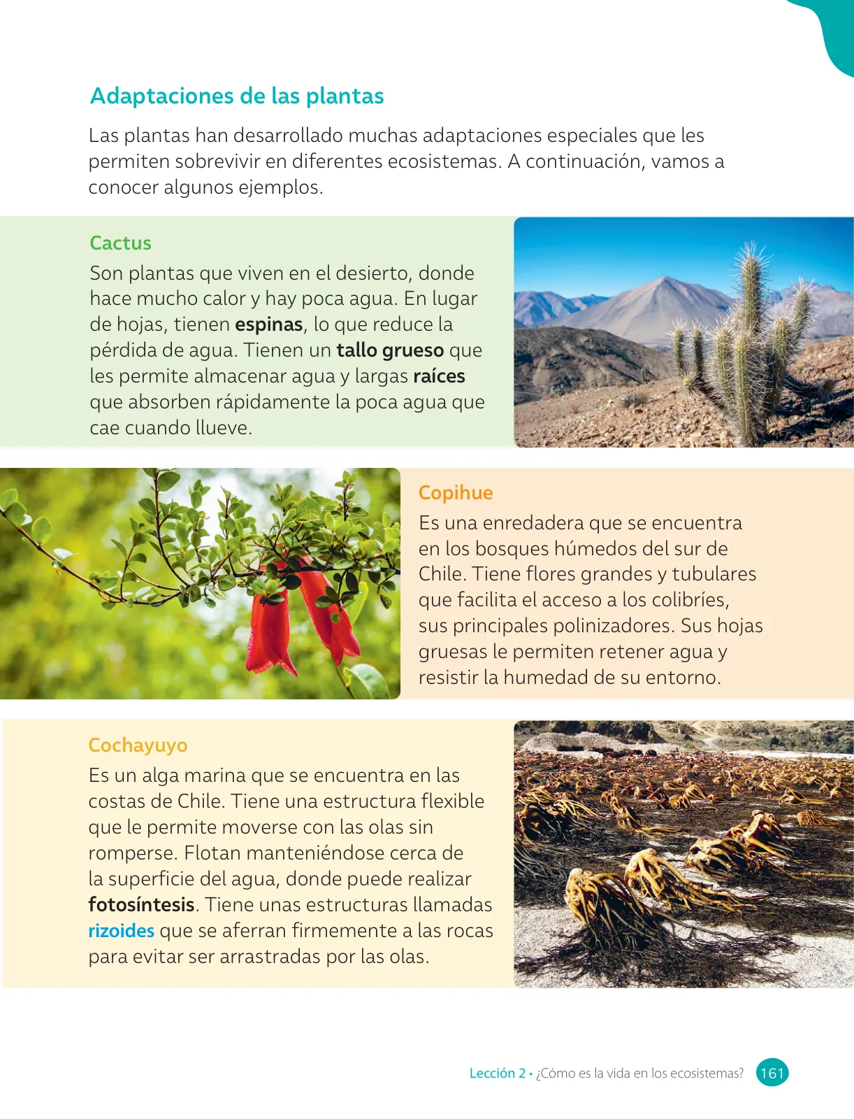 Página 163 de Ciencias Naturales – Cuarto Básico | Texto del Estudiante MINEDUC – Descargar PDF · 2024