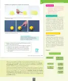 Miniatura página 94 de Ciencias Naturales – Séptimo Básico | Texto del Estudiante MINEDUC – Descargar PDF · 2024