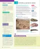 Miniatura página 39 de Historia, Geografía y Ciencias Sociales – Séptimo Básico | Texto del Estudiante MINEDUC – Descargar PDF · 2024