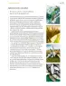 Miniatura página 104 de Proyectos Comunitarios.   Libro de Educación Primaria Grado 6°  Ciclo Escolar 2025 - 2026