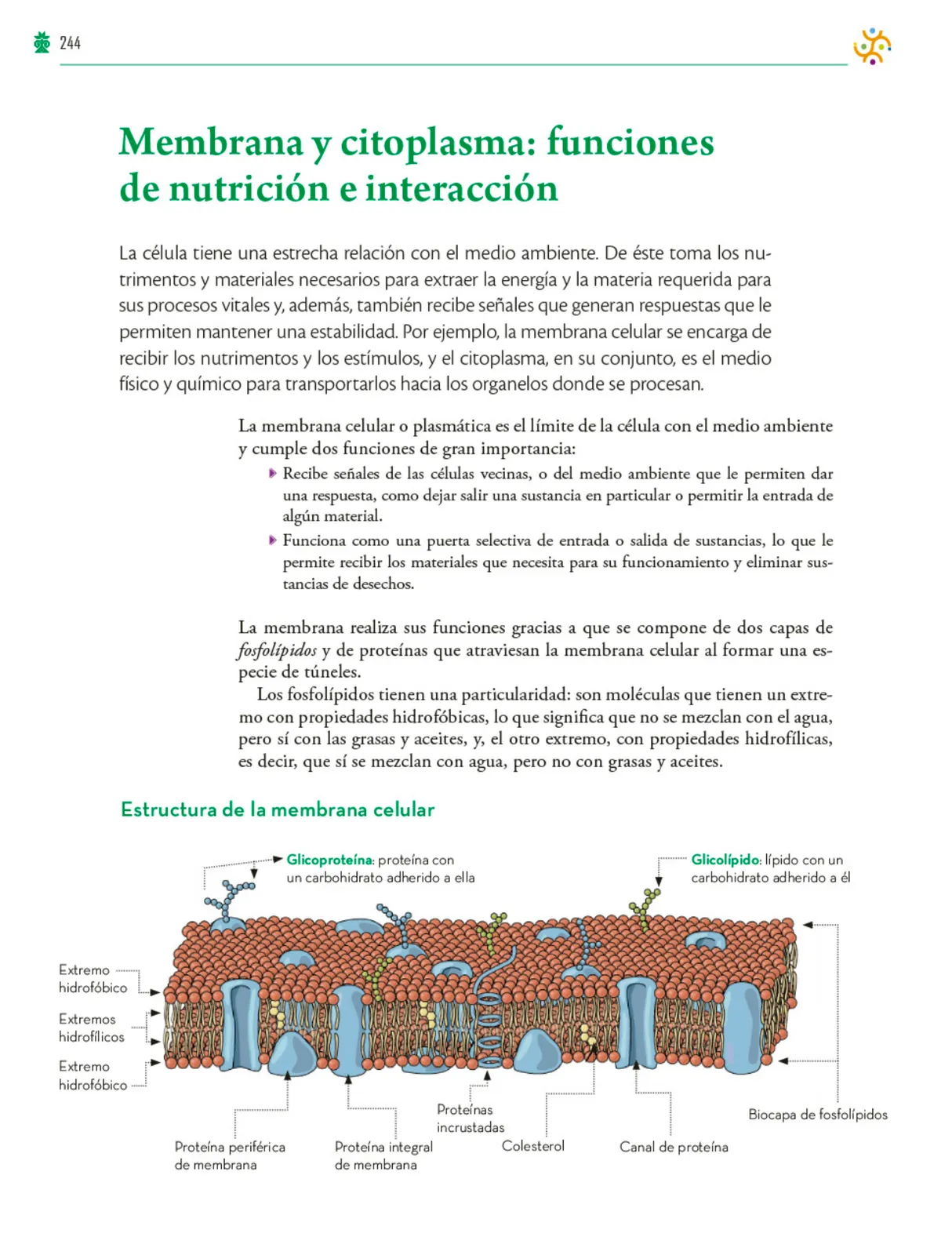Página 245 de Colección Ximhai. Saberes y pensamiento científico. Libro de Educación Telesecundaria Grado 1° Ciclo Escolar 2025 - 2026