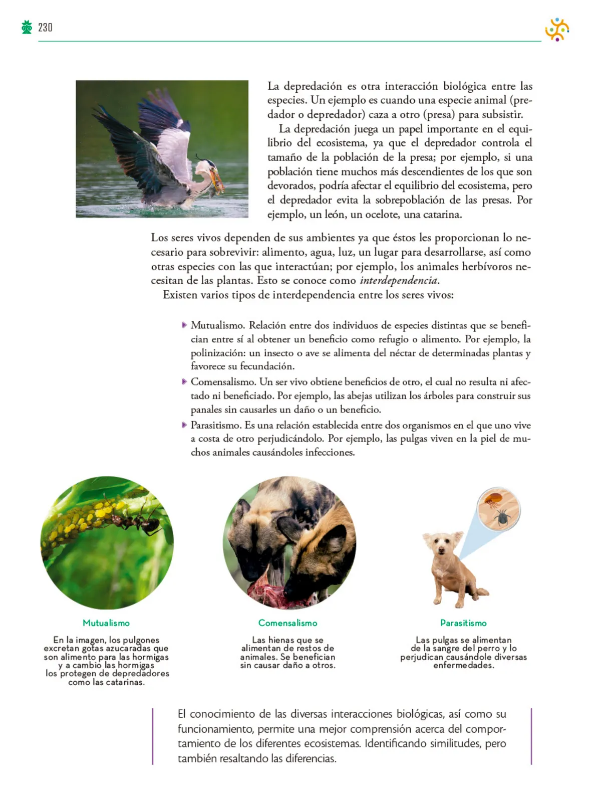 Página 231 de Colección Ximhai. Saberes y pensamiento científico. Libro de Educación Telesecundaria Grado 1° Ciclo Escolar 2025 - 2026