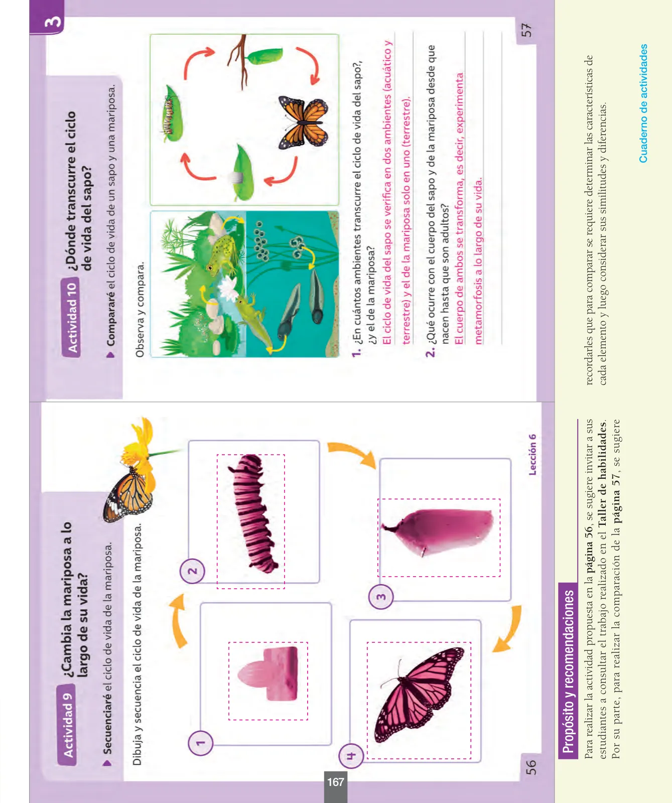 Miniatura página 168 de Ciencias Naturales – Segundo Básico | Texto del Estudiante MINEDUC – Descargar PDF · 2024