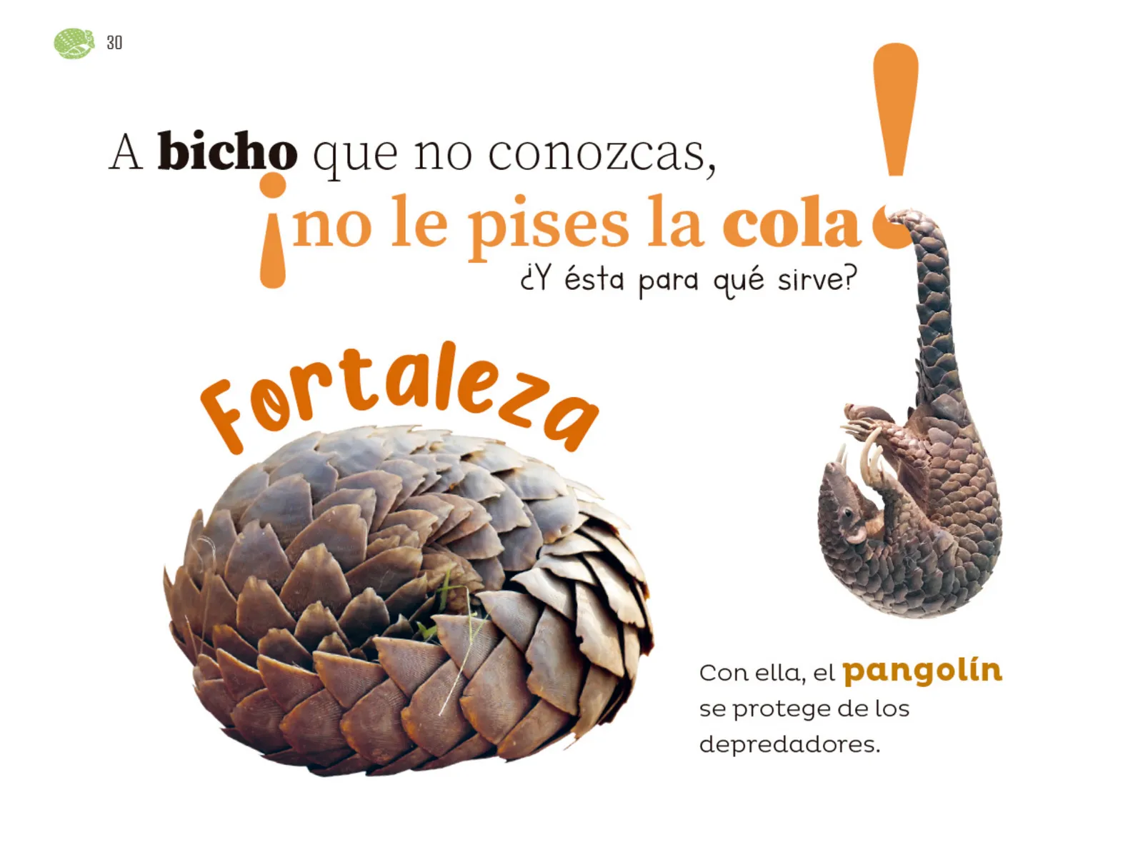 Miniatura página 31 de Múltiples lenguajes.   Libro de Educación Preescolar Grado 1°  Ciclo Escolar 2025 - 2026