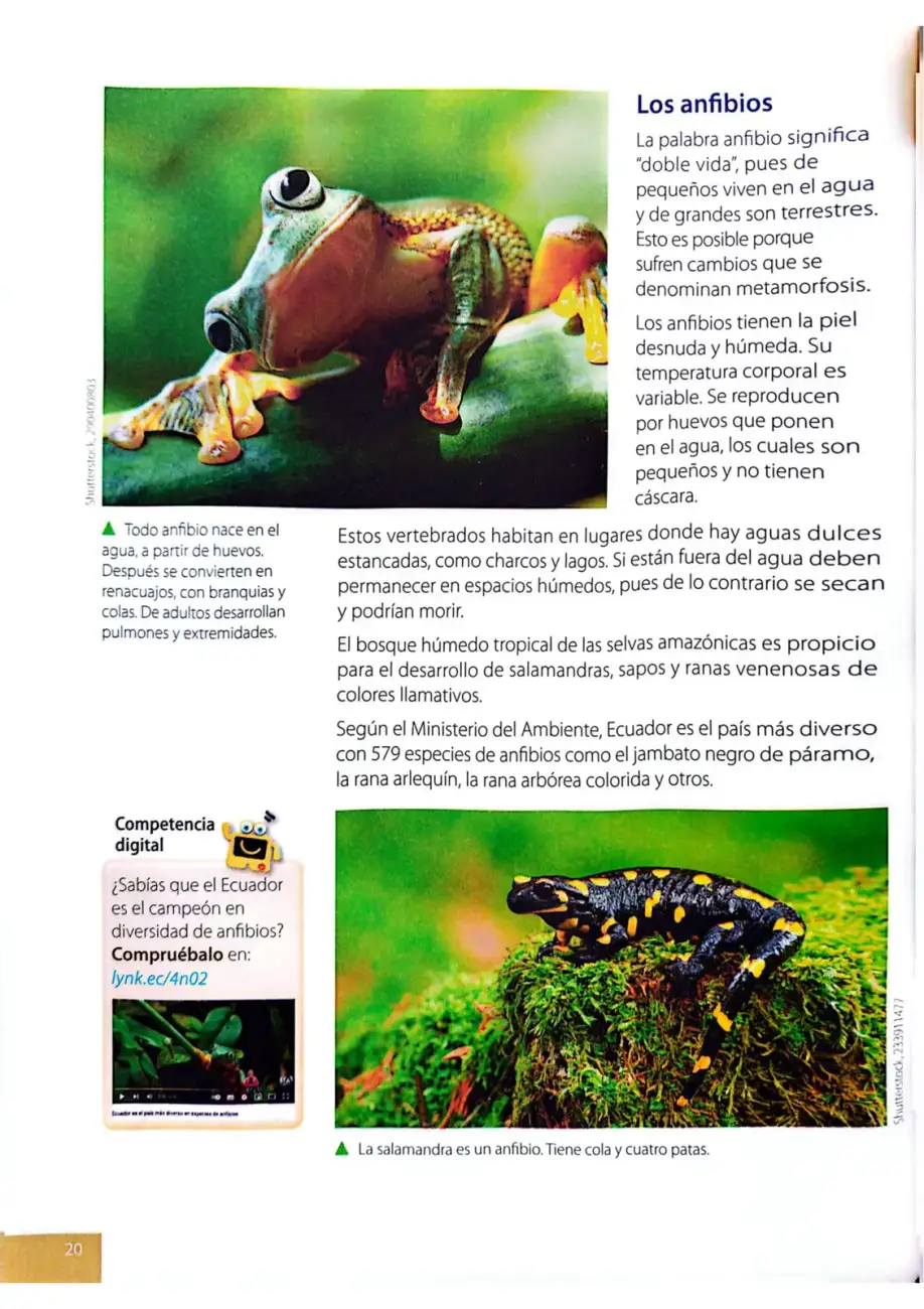 Página 17
