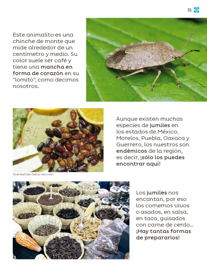Página 66 de Múltiples lenguajes. Libro de Educación Primaria Grado 2° Ciclo Escolar 2025 - 2026
