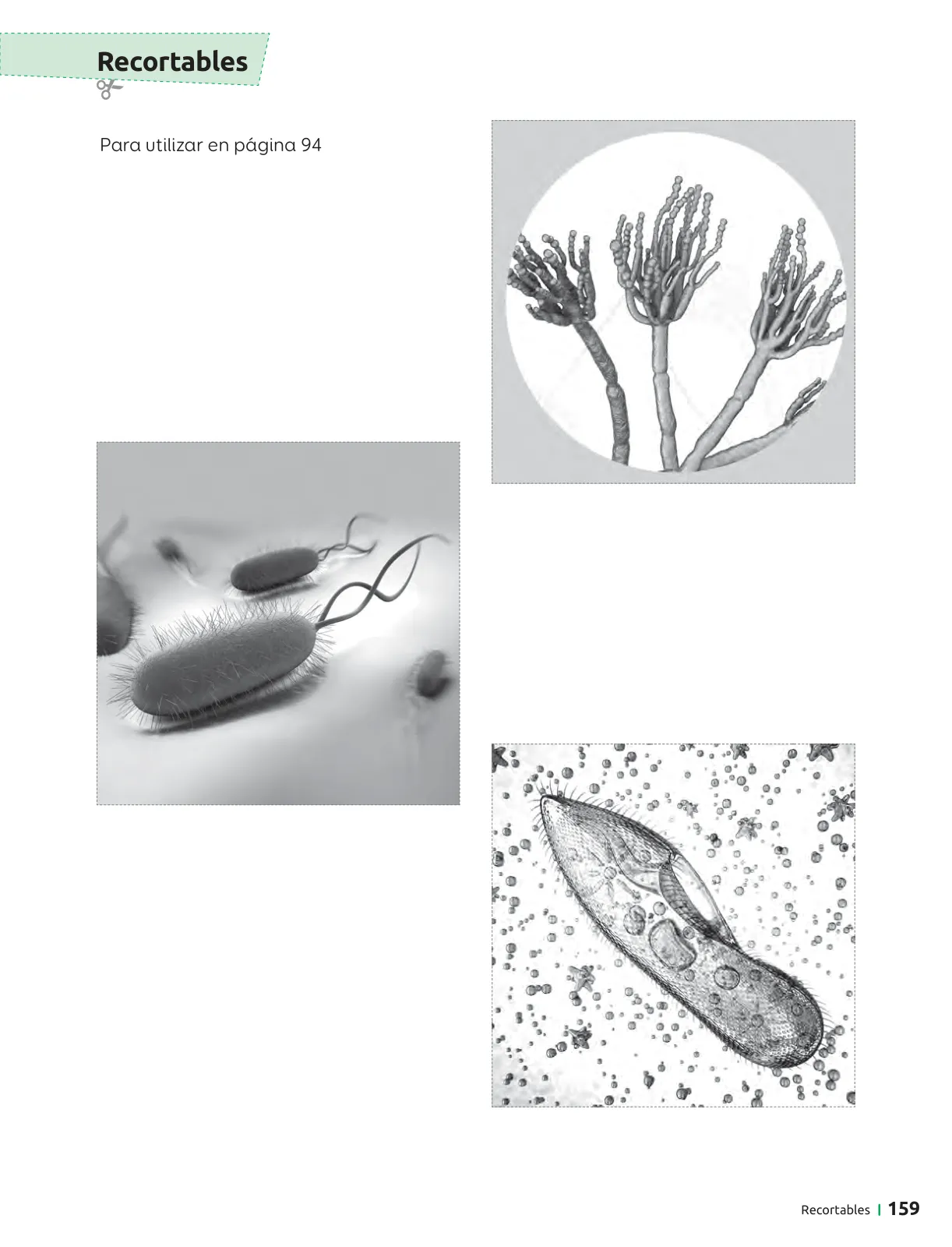 Página 160 de Ciencias Naturales – Séptimo Básico | Texto del Estudiante MINEDUC – Descargar PDF · 2024