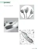 Miniatura página 160 de Ciencias Naturales – Séptimo Básico | Texto del Estudiante MINEDUC – Descargar PDF · 2024