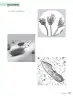 Miniatura página 160 de Ciencias Naturales – Séptimo Básico | Texto del Estudiante MINEDUC – Descargar PDF · 2024