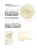 Miniatura página 31 de Múltiples lenguajes.   Libro de Educación Primaria Grado 4°  Ciclo Escolar 2025 - 2026