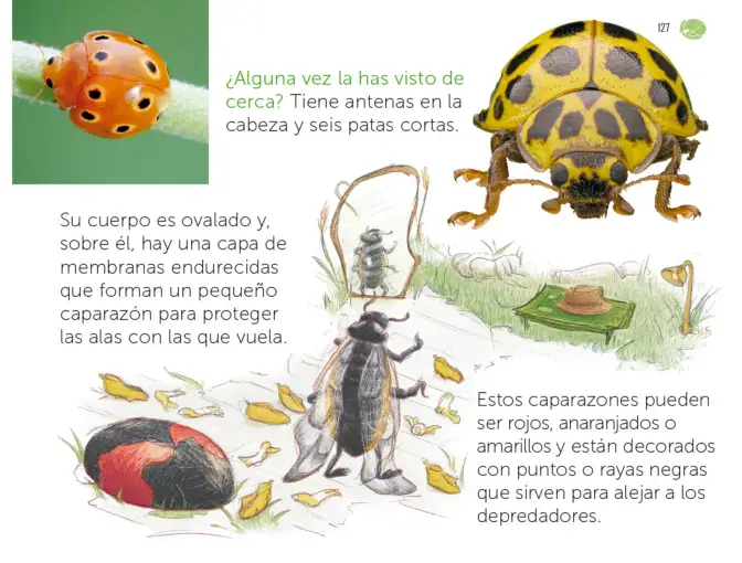 Página 128 de Múltiples lenguajes. Libro de Educación Preescolar Grado 1° Ciclo Escolar 2025 - 2026
