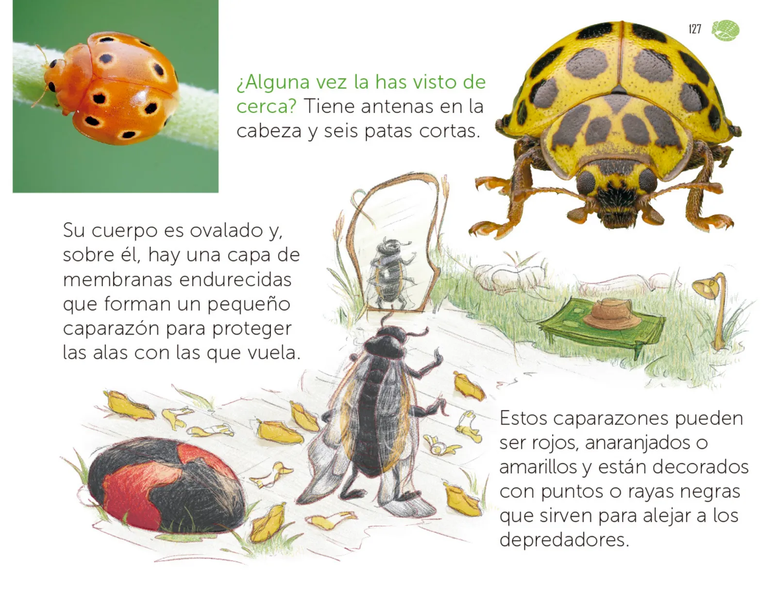 Miniatura página 128 de Múltiples lenguajes.   Libro de Educación Preescolar Grado 1°  Ciclo Escolar 2025 - 2026