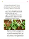Miniatura página 84 de Colección Nanahuatzin. Lenguajes.   Libro de Educación Secundaria Grado 3°  Ciclo Escolar 2025 - 2026
