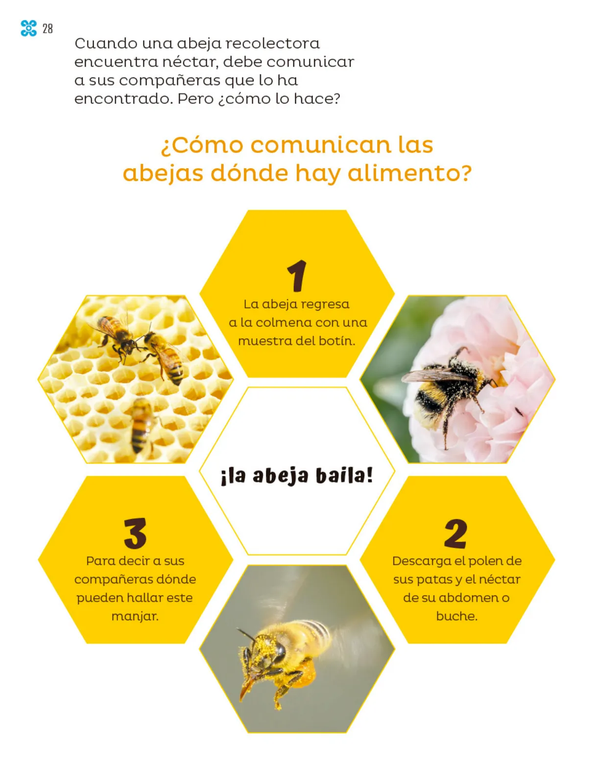 Miniatura página 29 de Múltiples lenguajes.   Libro de Educación Primaria Grado 1°  Ciclo Escolar 2025 - 2026