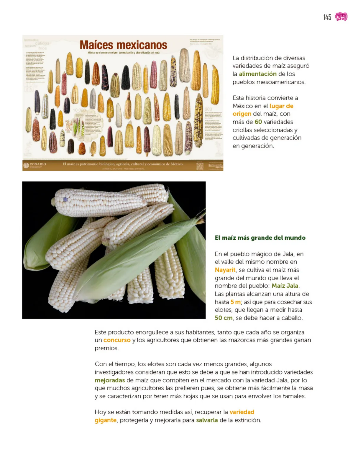 Página 146 de Colección Nanahuatzin. Múltiples lenguajes. Libro de Educación Secundaria Grado 3° Ciclo Escolar 2025 - 2026