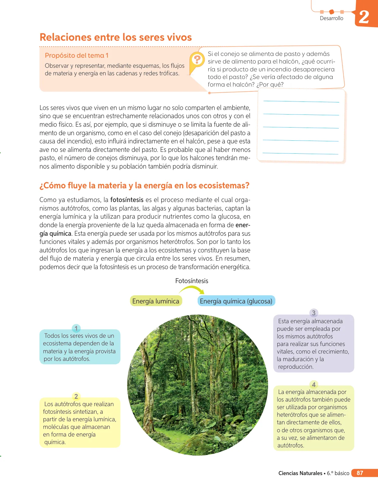 Miniatura página 206 de Libro de Ciencias Naturales – Quinto Básico | Texto del Estudiante MINEDUC – Descargar PDF · 2024