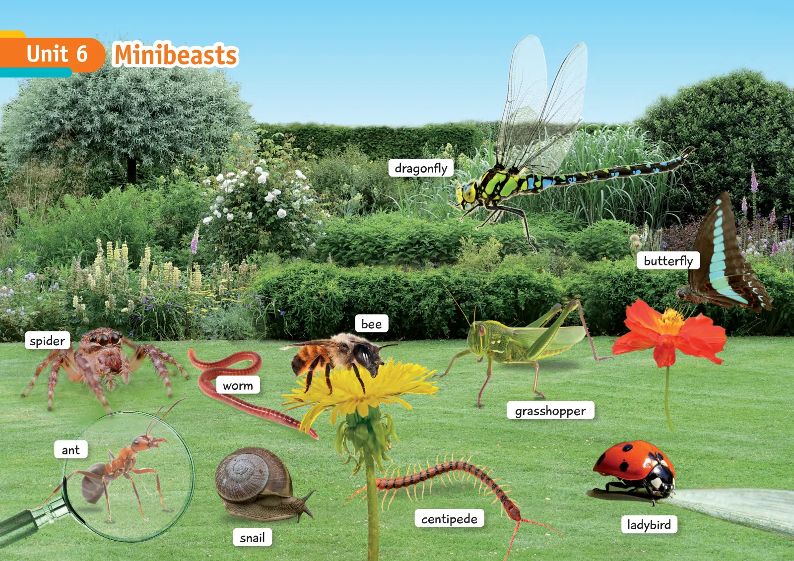 Miniatura página 6 de Inglés – Cuarto Básico | Texto del Estudiante MINEDUC – Descargar PDF · 2024